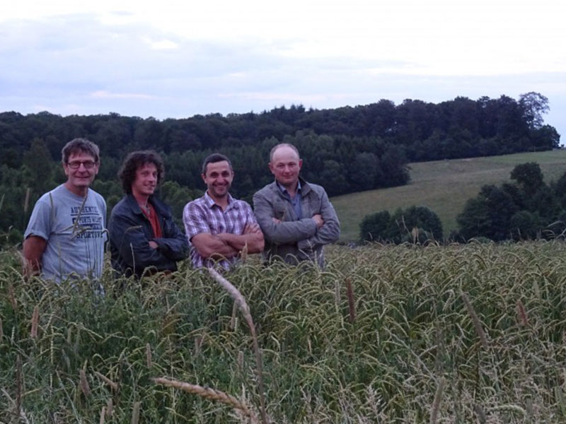 Epeautre d'Ardenne